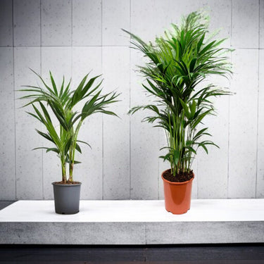 Kentia Palm (Howea Forsteriana, Sentry Palm, Thatch Palm, Paradise Palm)